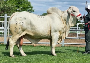 1X GREY BRAHMAN BULL WBS 21/832 WAYSIDE BRAHMAN STUD