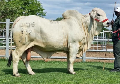 1X GREY BRAHMAN BULL WBS 21/832 WAYSIDE BRAHMAN STUD