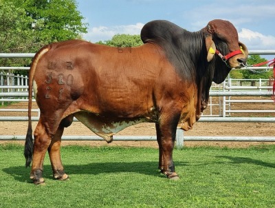 1X RED BRAHMAN BULL WB 21/320 WAYSIDE BRAHMAN STUD