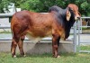 1X RED BRAHMAN BULL WB 21/317 WAYSIDE BRAHMAN STUD