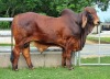 1X RED BRAHMAN BULL WB 21/290 WAYSIDE BRAHMAN STUD