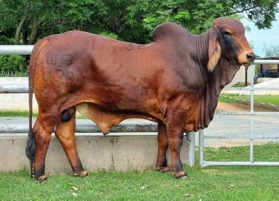 1X RED BRAHMAN BULL WB 21/290 WAYSIDE BRAHMAN STUD