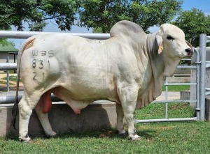 1X GREY BRAHMAN BULL WBS 21/831 WAYSIDE BRAHMAN STUD