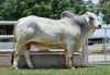 1X GREY BRAHMAN BULL WBS 20/800 WAYSIDE BRAHMAN STUD