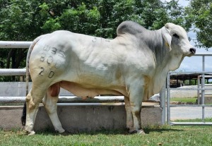 1X GREY BRAHMAN BULL WBS 20/800 WAYSIDE BRAHMAN STUD