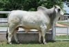 1X GREY BRAHMAN BULL WBS 21/825 WAYSIDE BRAHMAN STUD