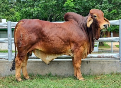 1X RED BRAHMAN BULL WB 21/302 WAYSIDE BRAHMAN STUD