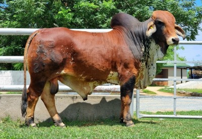 1X RED BRAHMAN BULL WBS 21/334 WAYSIDE BRAHMAN STUD