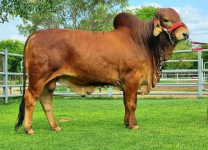 1X RED BRAHMAN BULL WB 21/301 WAYSIDE BRAHMAN STUD