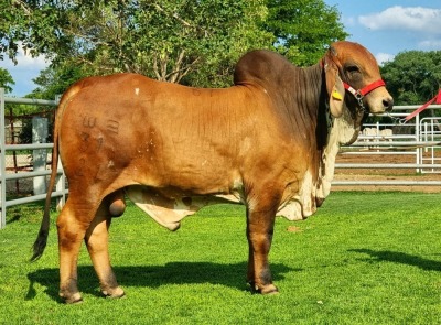 1X RED BRAHMAN BULL WB 21/315 WAYSIDE BRAHMAN STUD