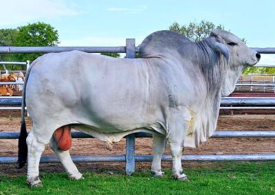 10X GREY BRAHMAN SEMEN STRAWS R1O 15/12 WAYSIDE BRAHMAN STUD