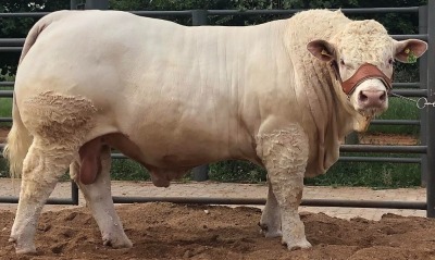 1X CHAROLAIS BULL MCS 210048 MARSHALL CHAROLAIS STUD