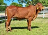 1X RED BRAHMAN HEIFER WB 21/318 WAYSIDE BRAHMAN STUD