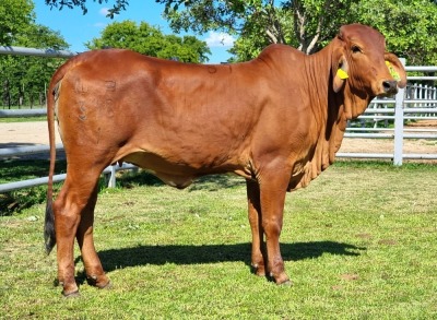 1X RED BRAHMAN HEIFER WB 21/318 WAYSIDE BRAHMAN STUD