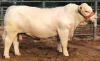 1X CHAROLAIS BULL MCS 210052 MARSHALL CHAROLAIS STUD