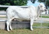 1X GREY BRAHMAN COW WBS 19/767 WAYSIDE BRAHMAN STUD