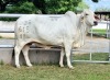 1X GREY BRAHMAN COW WBS 16/615 WAYSIDE BRAHMAN STUD