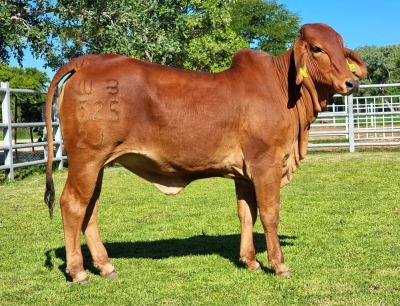 1X RED BRAHMAN HEIFER WB 21/325 WAYSIDE BRAHMAN STUD