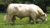 25X CHAROLAIS SEMEN STRAWS MCS 170134 MARSHALL CHAROLAIS STUD