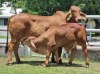 1+1X RED BRAHMAN COW & CALF WB 14/965 WAYSIDE BRAHMAN STUD