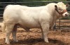 1X CHAROLAIS BULL MCS 210043 MARSHALL CHAROLAIS STUD