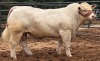 1X CHAROLAIS BULL MCS 210028 MARSHALL CHAROLAIS STUD