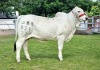 1X GREY BRAHMAN HEIFER WBS 22/925 WAYSIDE BRAHMAN STUD