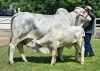 1+1X GREY BRAHMAN COW & CALF WBS 15/541 WAYSIDE BRAHMAN STUD