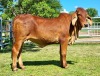 1X RED BRAHMAN HEIFER WB 21/303 WAYSIDE BRAHMAN STUD