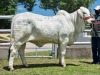 1X GREY BRAHMAN HEIFER WBS 22/882 WAYSIDE BRAHMAN STUD