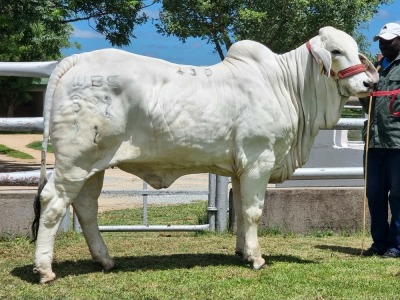 1X GREY BRAHMAN HEIFER WBS 22/882 WAYSIDE BRAHMAN STUD