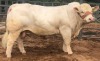 1X CHAROLAIS BULL MCS 210030 MARSHALL CHAROLAIS STUD