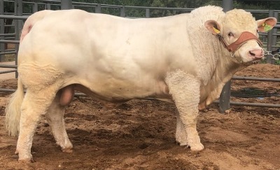 1X CHAROLAIS BULL MCS 210030 MARSHALL CHAROLAIS STUD