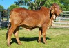 1X RED BRAHMAN HEIFER WB 21/308 WAYSIDE BRAHMAN STUD