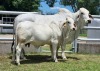 1+1X GREY BRAHMAN 3-IN1 COW & CALF ILH 13/78 WAYSIDE BRAHMAN STUD