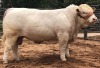 1X CHAROLAIS BULL MCS 210058 MARSHALL CHAROLAIS STUD