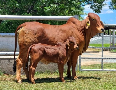 1+1X RED BRAHMAN COW & CALF WB 20/259 WAYSIDE BRAHMAN STUD