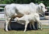 1+1X GREY BRAHMAN COW & CALF WBS 18/687 WAYSIDE BRAHMAN STUD