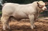 1X CHAROLAIS BULL MCS 210050 MARSHALL CHAROLAIS STUD