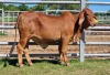 1X RED BRAHMAN HEIFER WB 21/327 WAYSIDE BRAHMAN STUD