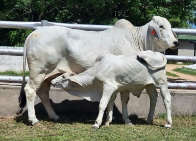 1+1X GREY BRAHMAN 3-IN1 COW & CALF NM 13/328 WAYSIDE BRAHMAN STUD