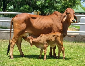 1+1X RED BRAHMAN COW & CALF WB 19/172 WAYSIDE BRAHMAN STUD