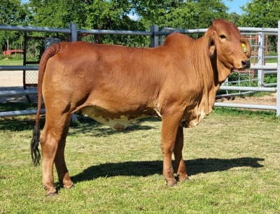 WITHDRAWN - 1X RED BRAHMAN HEIFER WB 21/335 WAYSIDE BRAHMAN STUD