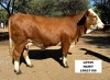 1X SIMMENTAL HEIFER LRA21109 LUSSIM STUD BREEDERS - 2