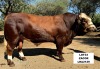 1X SIMMENTAL BULL LRA2129 LUSSIM STUD BREEDERS - 2