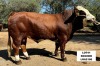 1X SIMMENTAL BULL LRA2180 LUSSIM STUD BREEDERS - 2