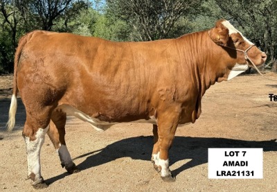 1X SIMMENTAL HEIFER LRA21131 LUSSIM STUD BREEDERS