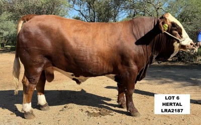 1X SIMMENTAL BULL LRA2187 LUSSIM STUD BREEDERS