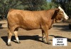 1X SIMMENTAL HEIFER LRA2185 LUSSIM STUD BREEDERS