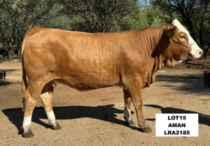 1X SIMMENTAL HEIFER LRA2185 LUSSIM STUD BREEDERS